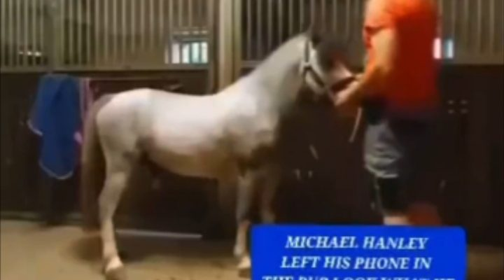horse video twitter, horse orange shirt video