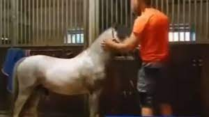 michael hanley horse video twitter, twitter man and horse