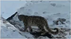 download: snow leopard photo viral