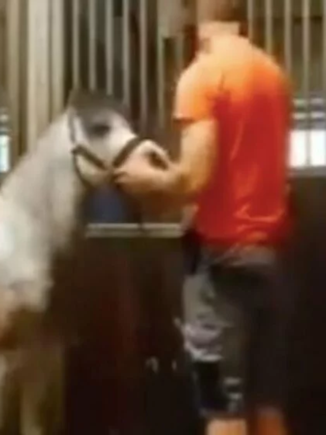 man in orange shirt horse viral video